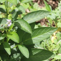 Solanum muricatum Aiton